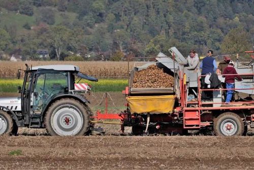 Jihočeské farmy zoufale hledají pracovníky, automatizace na vzestupu