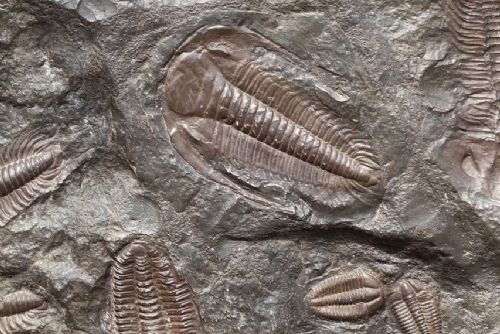 Komentovaná prohlídka výstavy „Od trilobita po sekretář“