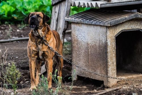 Konec psů na řetězu a pohlavkování dětí. Které další zákazy platí od ledna 2026?
