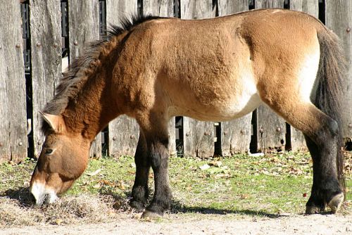 Kůň Převalského se díky Zoo Praha vrací do Kazachstánu