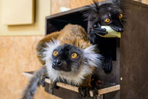 Lemuři tmaví se po deseti letech vrátili do Zoo Praha. Pár už objevuje ostrov u lanovky
