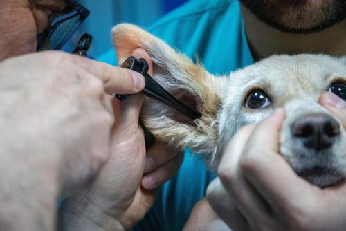 Plzeň plánuje nonstop veterinární pohotovost na Nové Hospodě. Start do poloviny roku