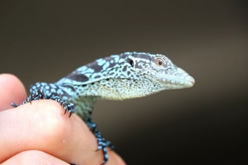 Plzeňská zoo oslavuje světový unikát - dvojčata varana modrého