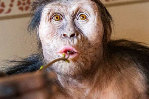 Praha odhaluje tajemství lidské evoluce: fosilie Lucy a Selam poprvé v Evropě