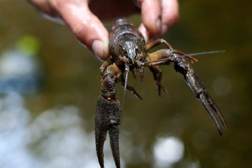 Sucho vyhání raky k břehům. Ochranáři varují, přenášení může šířit nebezpečný račí mor