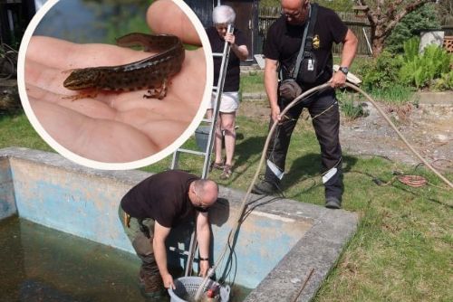 V bazénu u chatky přežívala chráněná populace čolků. Záchranáři jich odvezli dvacet