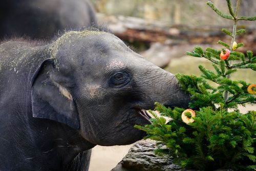 Zoo Praha použije vánoční stromky jako krmení pro zvířata