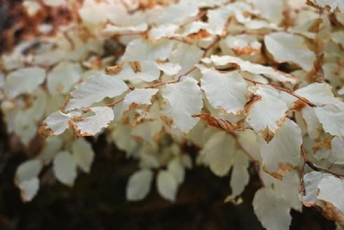 Albínní buk v Moravském krasu přežívá díky propojení s okolními stromy