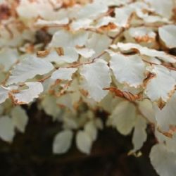 Albínní buk v Moravském krasu přežívá díky propojení s okolními stromy