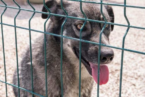 AniDef spustil sbírku na nový útulek, reaguje na přeplněnost i situaci v Bouchalce