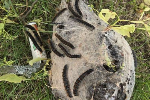 Borovany řeší přemnožené housenky. Hnízda bourovce odstraňují ručně, aby ochránily mladé stromy