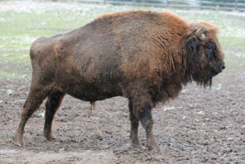 Další mládě zubra evropského přivítáno v plzeňské zoo