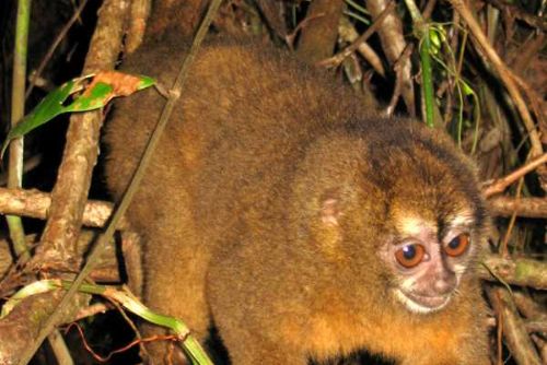 Jihlavská zoo vítá unikátní noční opice po 12 letech!