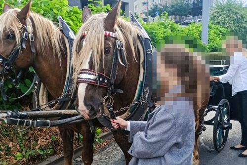 Kuriózní nehoda koňského spřežení v centru Plzně