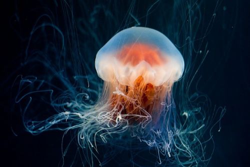 Plzeň postaví největší medúzárium v Česku