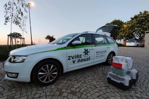 Pražská vedra přivádějí do záchranných stanic více mláďat. Pomůže voda i správná reakce