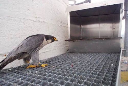 Sokoli našli nové hnízdiště na komínech v Písku