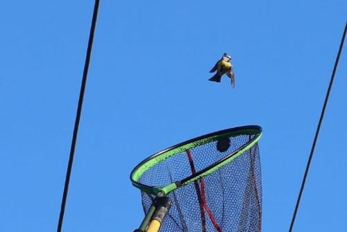 Sýkorku uvězněnou na drátech vysokého napětí zachránili hasiči, záchranáři i energetici