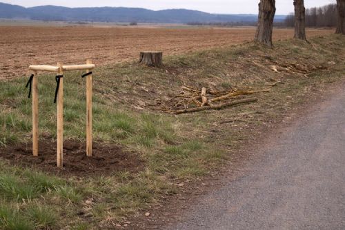 U Křakova mizí stromy. Nově vysazené švestky někdo ukradl a pokácel topoly