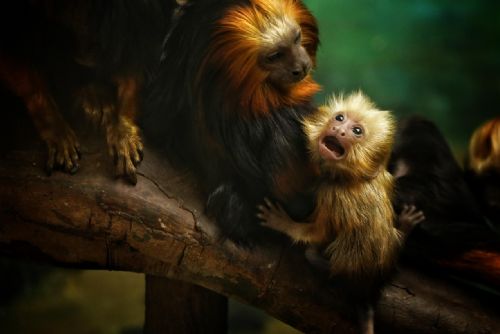 V plzeňské ZOO se narodilo vzácné mládě tamarína sedlového