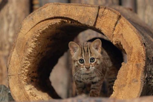 Vzácná kočka cejlonská: Zoo Ostrava slaví dvanácté mládě!