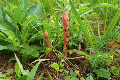 Vzácné zárazy na Křivoklátsku rozkvétají. Lidé si je často pletou s orchidejemi
