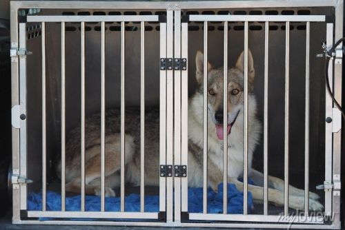 Živý vlci na výstavě v kleci, probíhá správní řízení