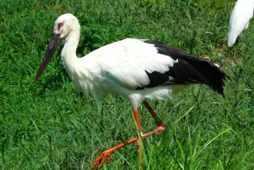 Zoo Plzeň má českou premiéru. Dva vzácní čápi východní dorazili z Belgie