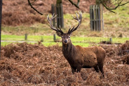 Bez povolení zastřelil jelena dvanácteráka. Zapíral, ale usvědčila ho krev