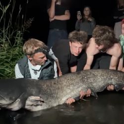 Ejpovické monstrum potvrzeno. Vágner z lomu vytáhl sumce dlouhého 2,17 metru