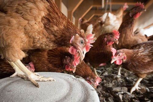 H5N1 v Habrech: 35 000 nosnic utraceno