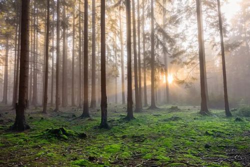 Kolik chráněné přírody má Plzeňský kraj? Patří k nejcennějším regionům v Česku