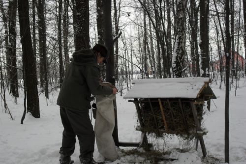 Krmelec není bufet, Lesy ČR varují před „pomocí“, která zvěři škodí