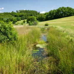 Moravskoslezské potoky se vrací k přírodě: zpomalení odtoku a podpora biodiverzity