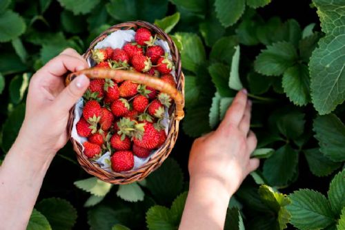 Mrazy zpomalily sklizeň jahod, ceny však zůstávají v rozmezí 70–80 Kč/kg