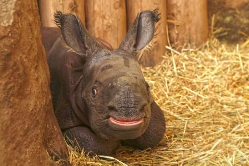 Narození mláděte nosorožce indického - mrkněte na video