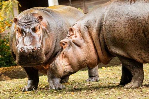 Ostravská zoo hlásí naději na nové hroší mládě