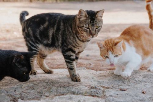 Písek zahajuje jarní odchyt toulavých koček: čipování, ošetření a návrat do lokalit