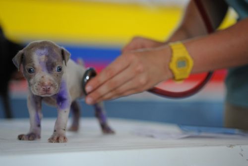 Plzeňský kraj bez noční veterinární pohotovosti