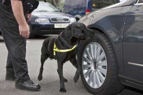 Policejní pes Fuzzy zadržel nočního lupiče u pumpy