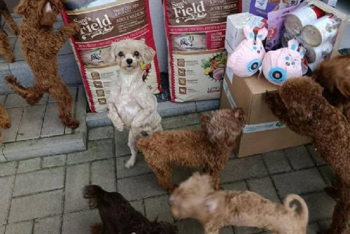 Psi z otřesné množírny našli péči i na Tachovsku. V útulku čekají na nový začátek