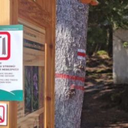 U Černého jezera na Šumavě dočasně uzavřou část stezky kvůli kůrovci