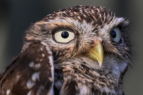 Úherce chtějí vrátit sýčka do krajiny, pomůže nová vypouštěcí voliéra