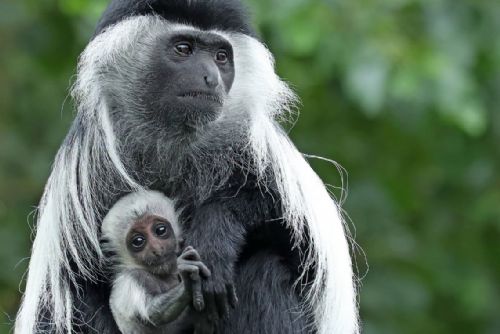 V plzeňské zoo mají nové opičí mládě guerézy. Malý Tano je zatím skoro celý bílý