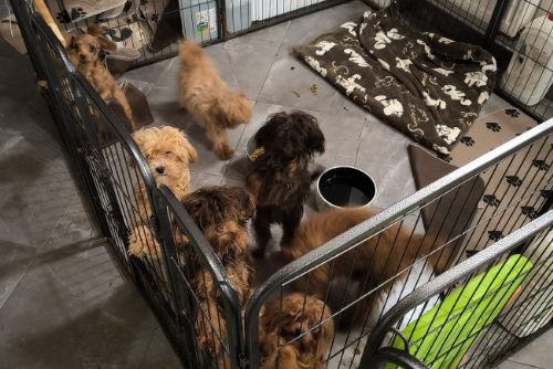 Veterináři odebrali z nevhodného chovu 153 psů. Případ už řeší i policie