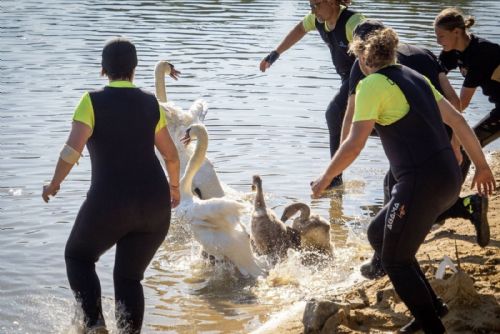 Záchranáři kroužkují poslední letošní labutě. Akci přerušil zásah na Berounce
