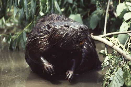 Bobři „útočí“ na sídliště Jaselská