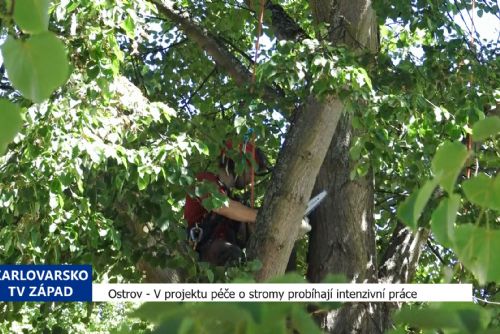 Ostrov: V projektu péče o stromy probíhají intenzivní práce (TV Západ)