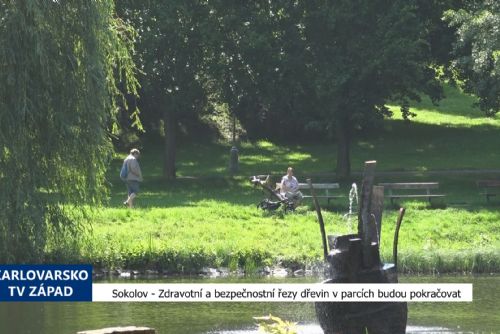 Sokolov: Zdravotní a bezpečnostní řezy dřevin v parcích budou pokračovat (TV Západ)