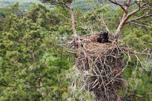 117 hnízd na Vysočině: kraj a ochránci koordinují ochranu před rušením